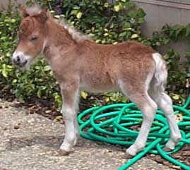 Wesco Farms Rayo del Sol